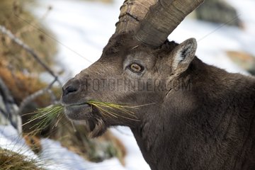 Alpine Ibex male eating - Gran Paradiso Alps Italy