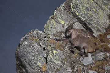 Young Ibex male rock - Swiss Alps