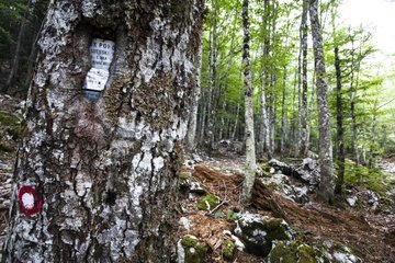 Beech forest in Sutjeska NP - Bosnia and Herzegovina