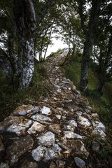 Stone path - Sutjeska NP Bosnia and Herzegovina