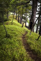 Path in grass - Sutjeska NP Bosnia and Herzegovina