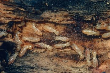 Termitenkolonie von Arbeitern in Holz