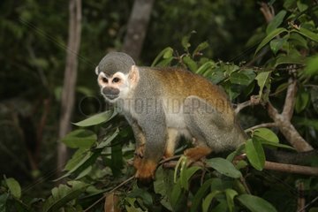 Gemeinsamer Eichhörnchen -Affe in einem Zweig Brasilien