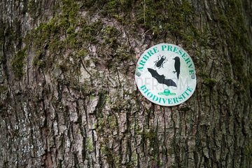Senescent tree stamped biodiversity conservation