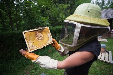 Manipulation and observation of a Warre brood hive comb
