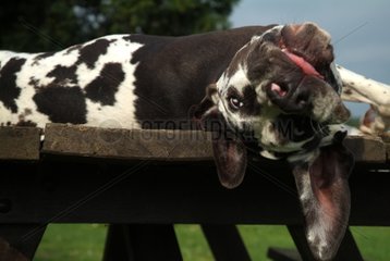 German mastiff harlequin lying and playing on a table