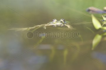 Porträt des Froschschwimmens in klarem Wasser Frankreich