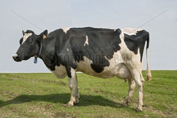 PortrÃ¤t einer Kuh der Holstein -Rasse in Pre France