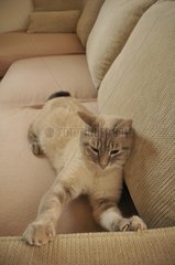 Cat doing his claws on a sofa France
