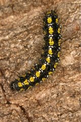 Caterpillar Gorges de la Frau Midi Pyrénées France