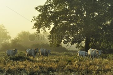 Charolaises walking in a meadow Pouilly Loire France