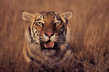 Bengal Tiger in Bandhavgarh PN Kräutern