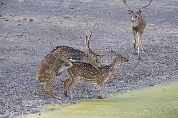 Deer trying to mate while female is drinking Bandhavgarth