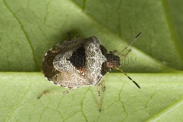 Bedbug on a leaf France
