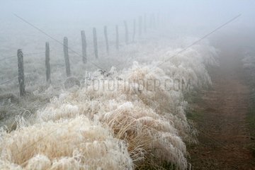 Grass covered with ice along a way France