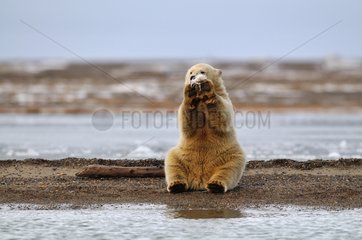 Polar bear sitting on the edge of the water Kaktovik Alaska