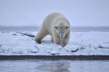 Polar bear in the Arctic National Wildlife Refuge Alaska