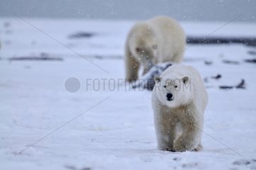 Polar bears in snowfall in Alaska