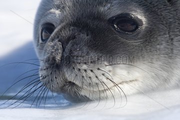 Portrait of Weddell seal on the sea ice - Antarctica