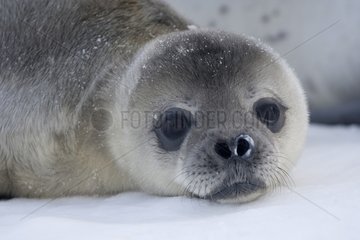 Young Weddell seal on the sea ice - Antarctica