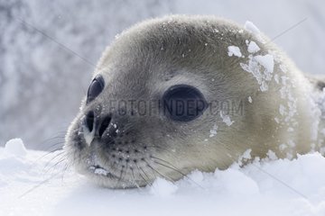 Young Weddell seal on the sea ice - Antarctica