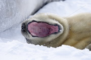 Young Weddell seal yawning on the sea ice - Antarctica