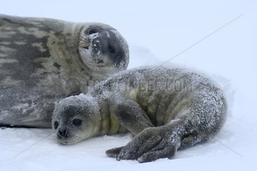 Weddell seal and young on the sea ice - Antarctica
