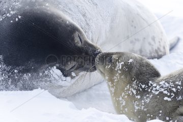 Weddell seal and young on the sea ice - Antarctica