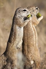 South African Ground Squirrels eating - Etosha Namibia
