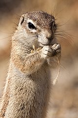 South African Ground Squirrel eating - Etosha Namibia