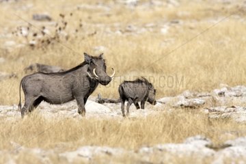 Desert Warthog and young in the savannah - Etosha Namibia