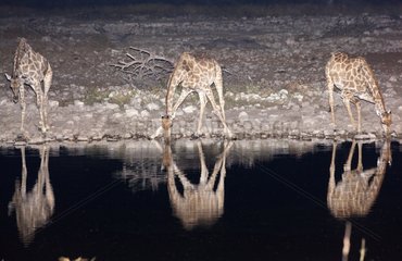 Giraffes at the waterhole at night - Etosha Namibia