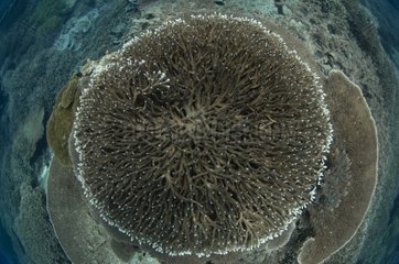 Hard coral garden on reef - Moluccus Banda Sea Indonesia