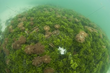 Jellyfish in a lake - Kakaban Island Indonesia