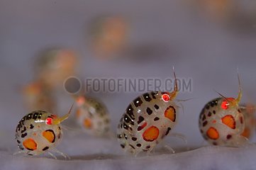 Ladybug amphipod - Komodo Indonesia