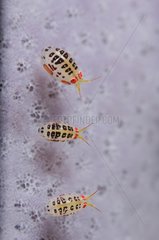 Ladybug amphipod - Komodo Indonesia