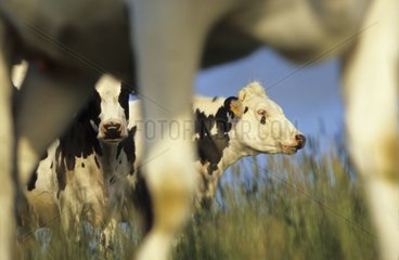Vaches à lait dans un pré France