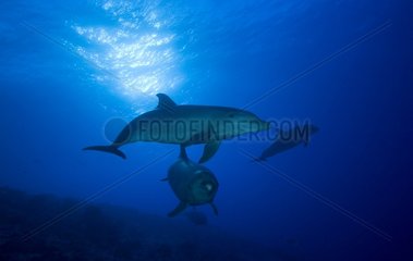 Bottlenose dolphins above the reef Tuamotu French Polynesia