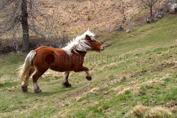 Double poney trottant dans un pré en hiver Ardèche