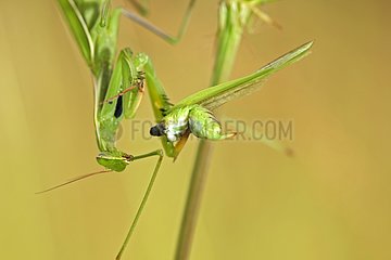 Praying Mantis devouring prey Switzerland