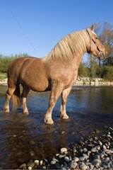 Pferd im Fluss krank