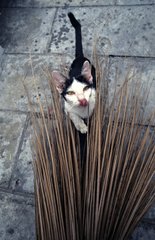 Cat playing with a broom Bangkok Thailand