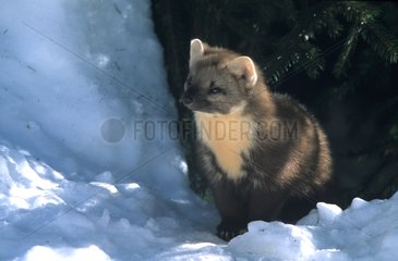Marten der Kiefern vorsichtig seines Tierheims im Schnee