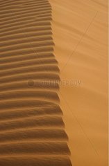 Dune in the desert United Arab Emirates