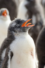 Gentoo penguin (Pygoscelis papua) chicks suffering from heat and panting  South Shetland  Antarctica