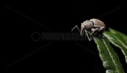 A Weevil on braken fern contemplating life