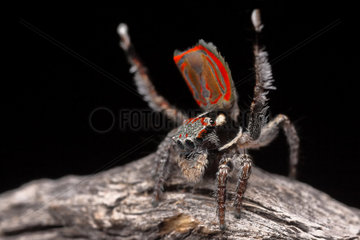 Peacock Jumping Spider (Maratus elephans) male dancing for a female spider  NSW  Australia.