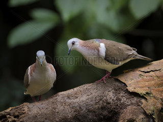 Caribbean dove (Leptotila jamaicensis)  Montego Bay  Jamaica