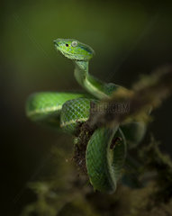 Side-striped Pit Viper (Bothriechis lateralis)  Costa Rica  October