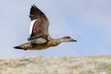 Crested Duck (Lophonetta specularioides) adult in flight  Falkland Islands